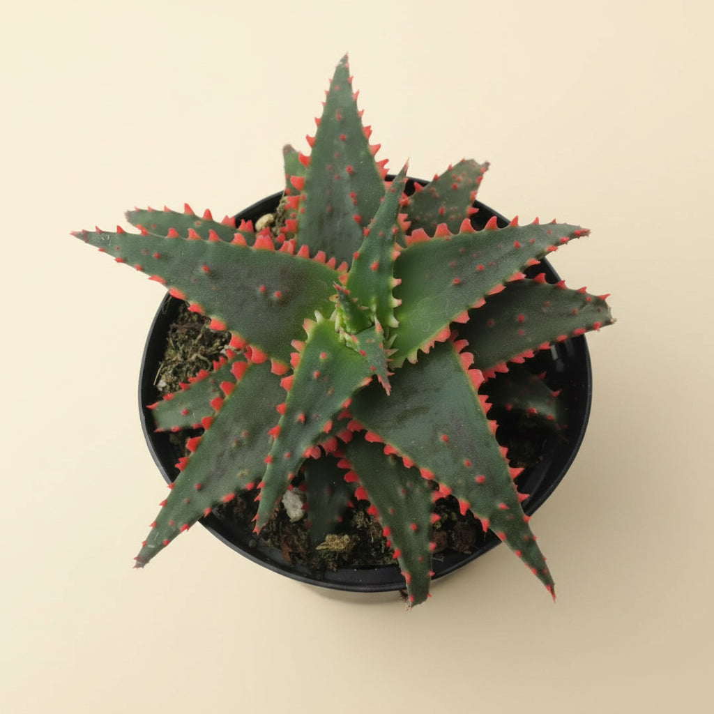 Aloe Christmas Sleigh | 3.5 inch | Star Aloe Hybrid