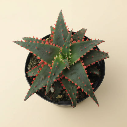 Aloe Christmas Sleigh | 3.5 inch | Star Aloe Hybrid