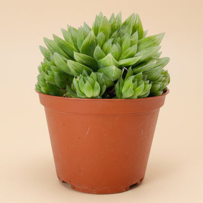Cathedral Window Haworthia Cymbiformis 6”