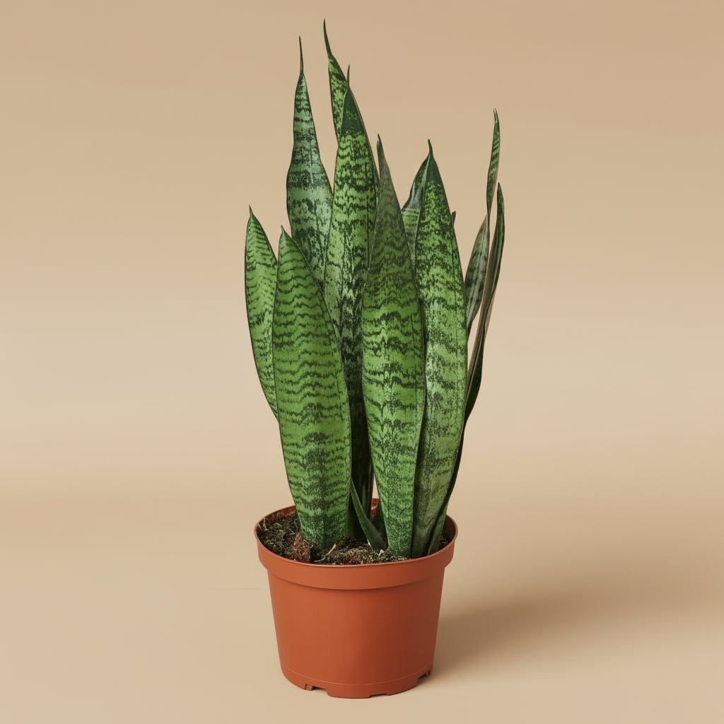 Snake Plant 'Zeylanica'