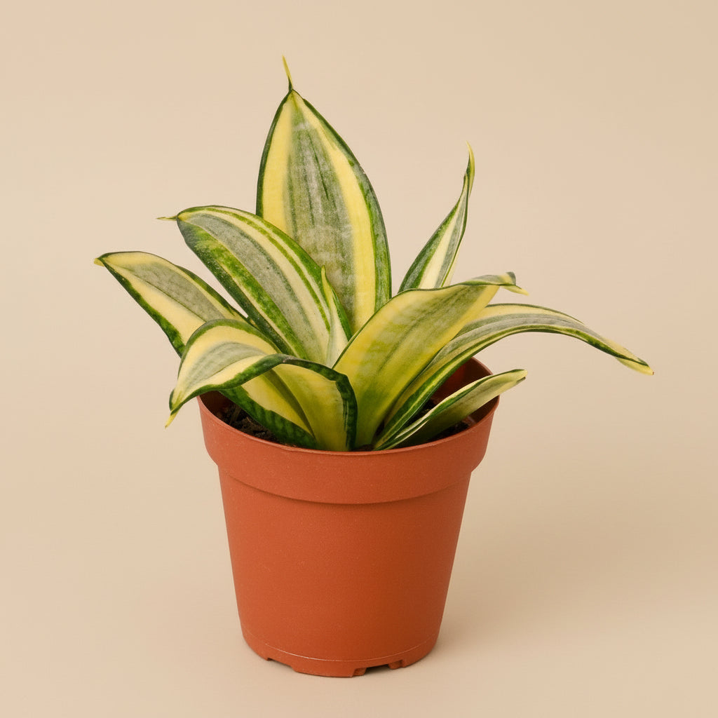 Snake Plant Gold Hahnii