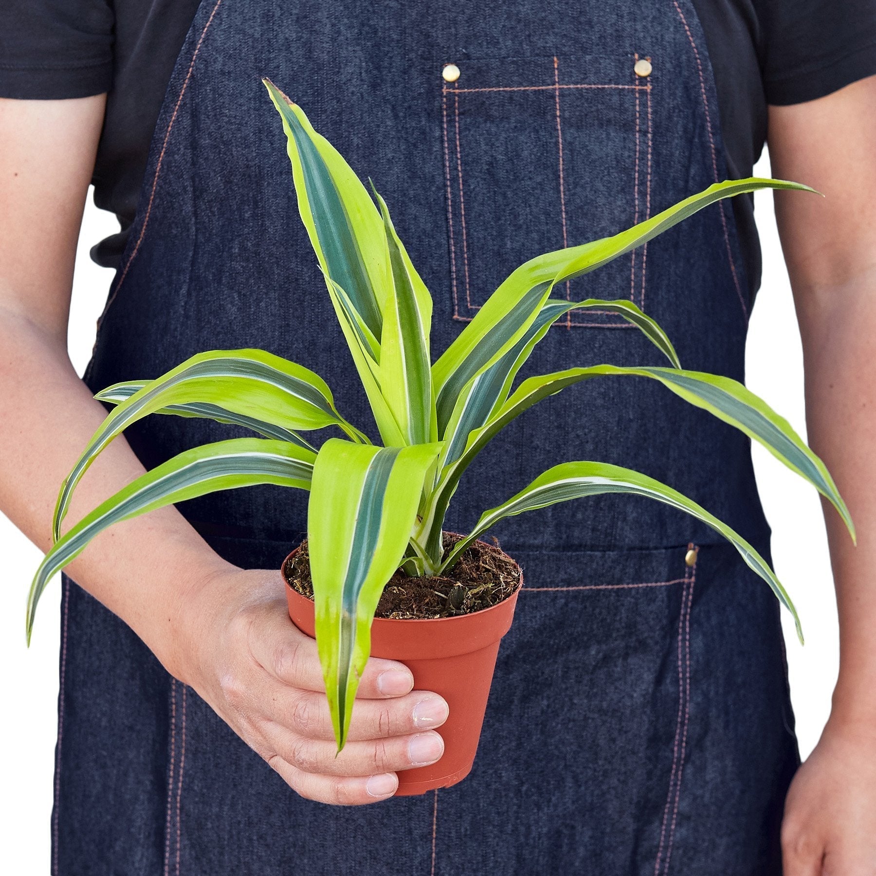 dracaena lemon lime cane Dracaena 'Lemon Lime' Low Light Plant