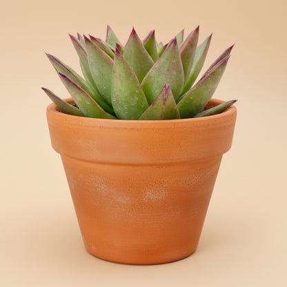 Red Lipstick Echeveria Agavoides 6 inch
