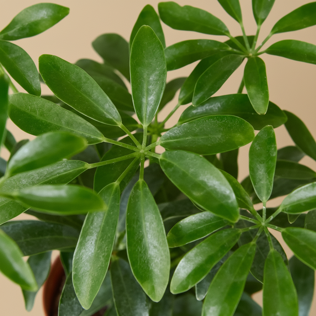 Schefflera Arboricola 'Umbrella'