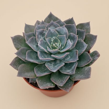 Echeveria Blue Prince | 6 inch