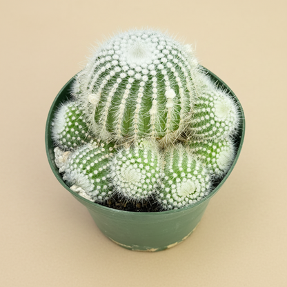 Silver Ball Cactus | 4 inch | Parodia scopa