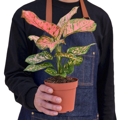 Aglaonema ‘Lady Valentine'