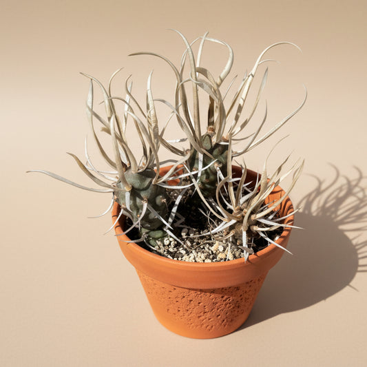 Paper Spine Cactus | 4 inch | Tephrocactus Articulatus Papyracanthus
