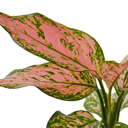 Aglaonema ‘Lady Valentine'