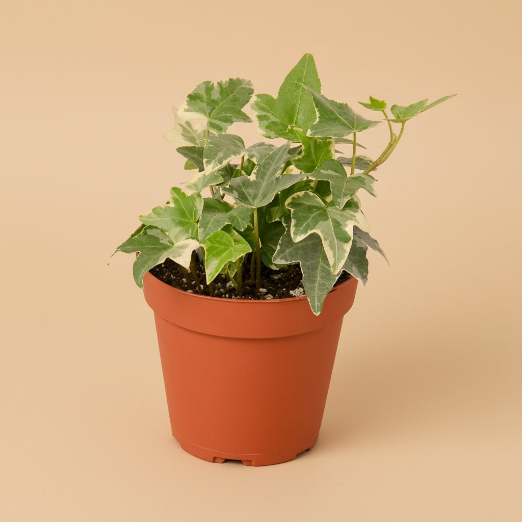 English Ivy 'Glacier'