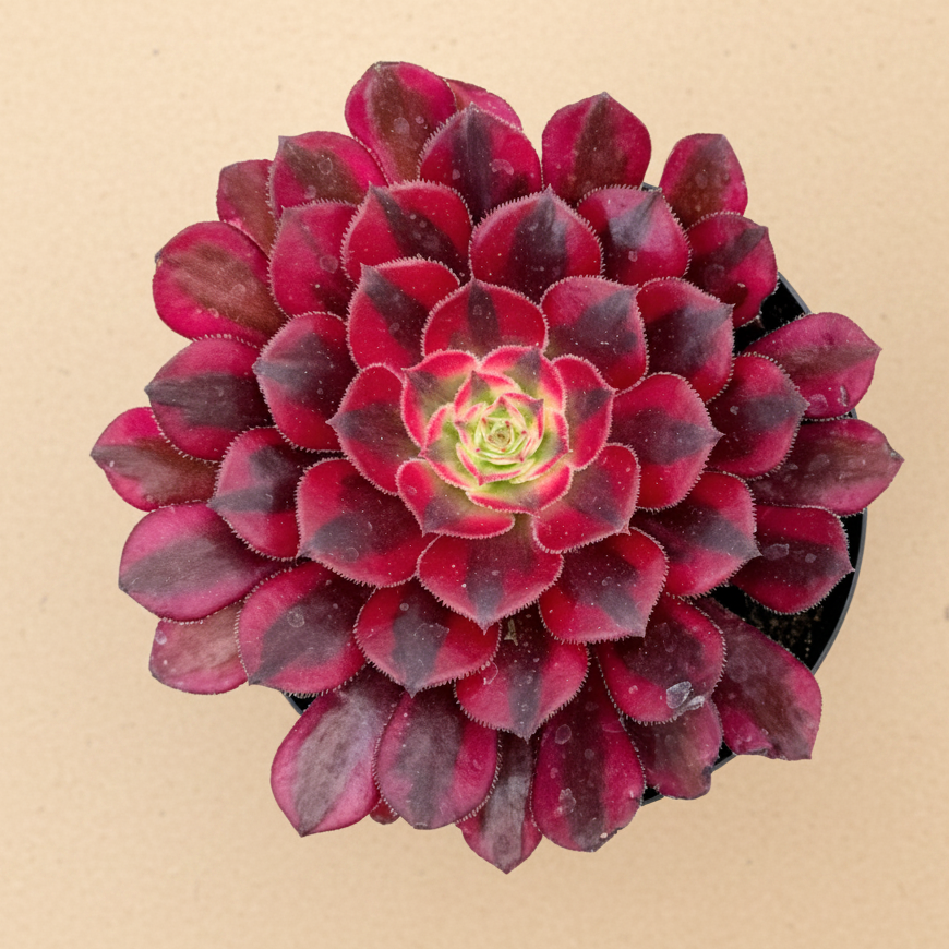 Aeonium Medusa | 3.5 inch