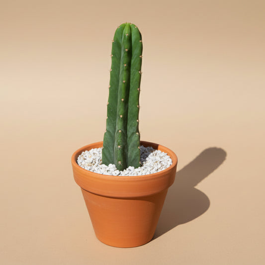 San Pedro Cactus- Trichocereus Pachanoi 6” Pot