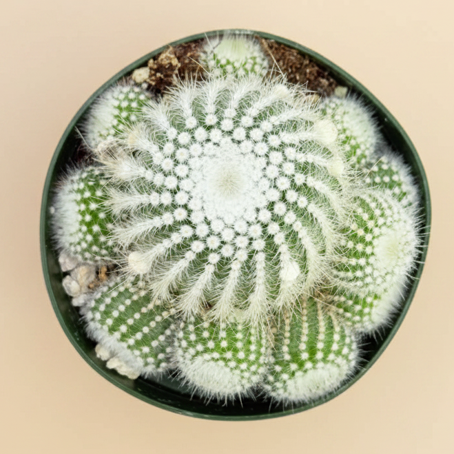 Silver Ball Cactus | 4 inch | Parodia scopa