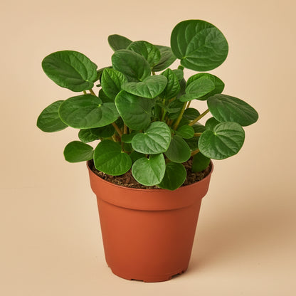 Peperomia 'Rana Verde'