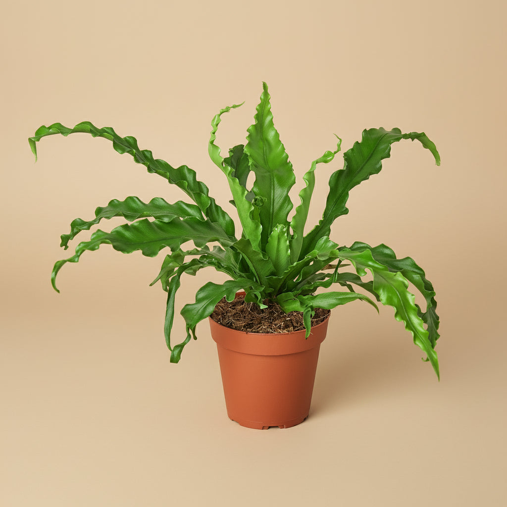 Bird’s Nest 'Victoria' Fern