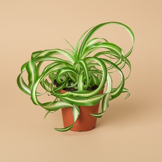 Spider Plant 'Bonnie'