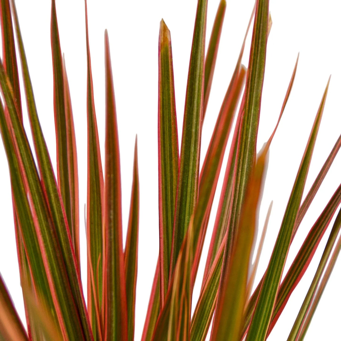 Dracaena Marginata ‘Colorama’