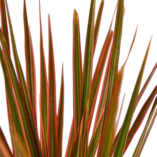 Dracaena Marginata ‘Colorama’