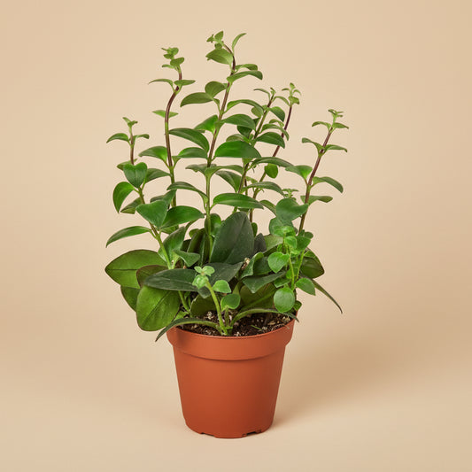 Lipstick Plant - 4" Pot