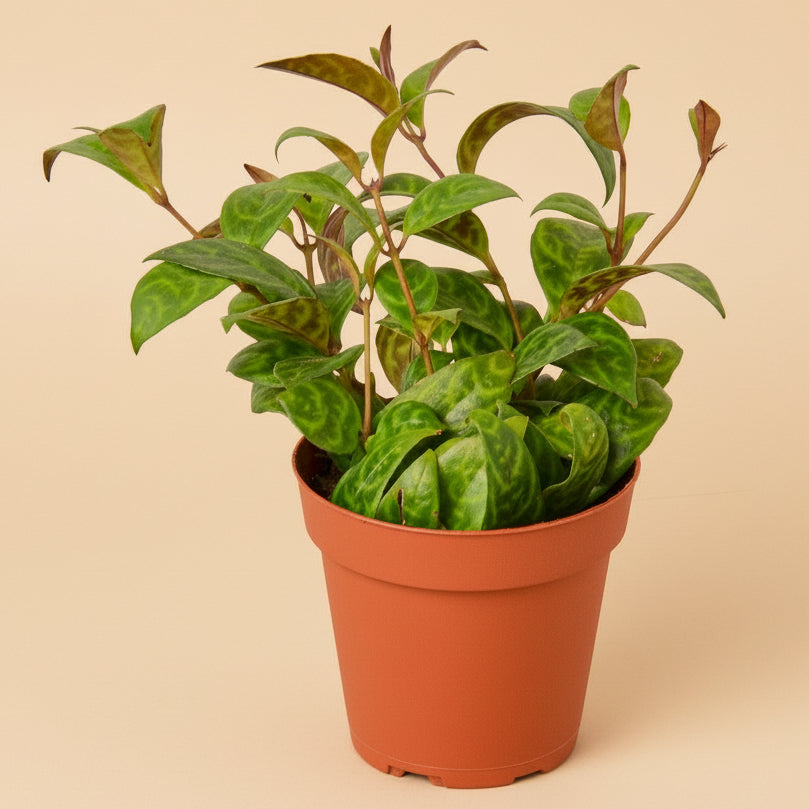 Lipstick Black Pagoda