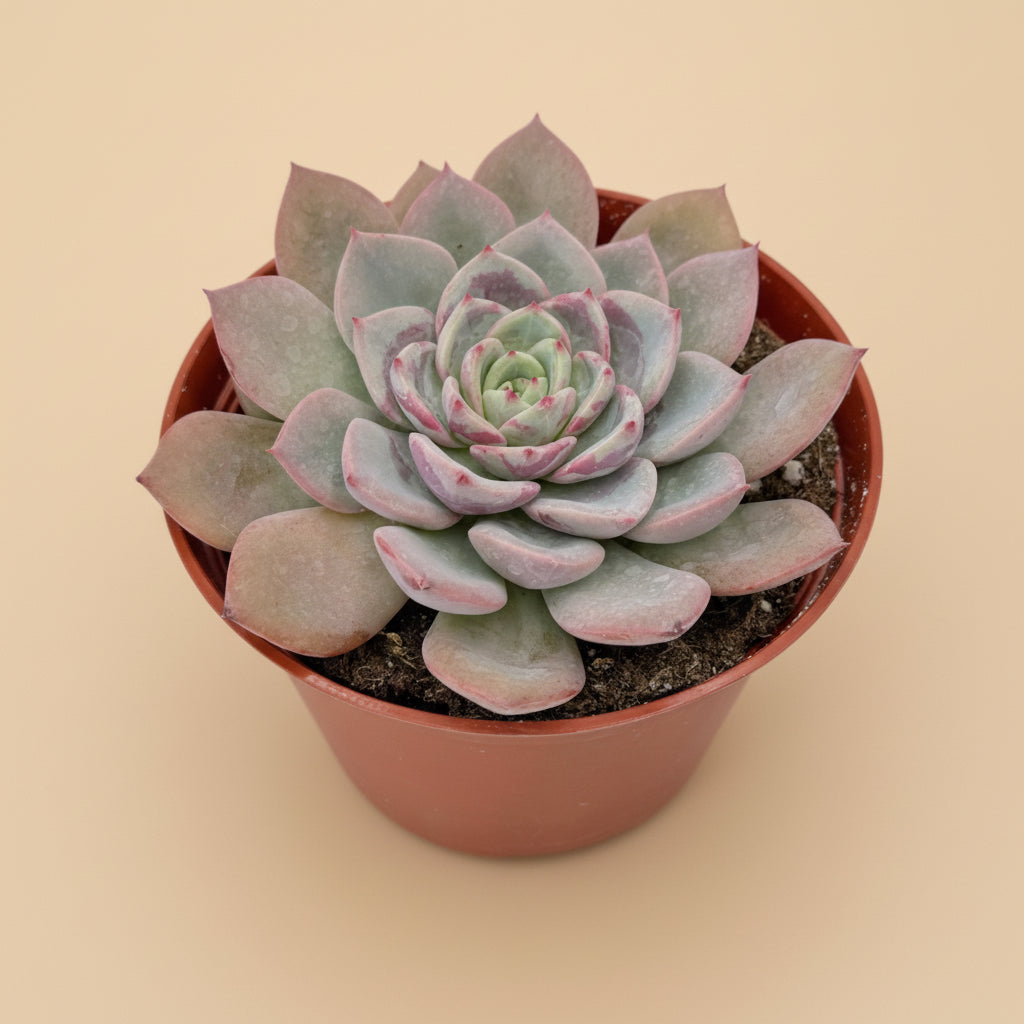 Echeveria Agavoides ‘Salmon’ | 6 inch