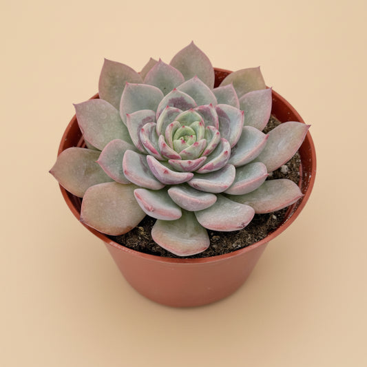 Echeveria Agavoides ‘Salmon’ | 6 inch