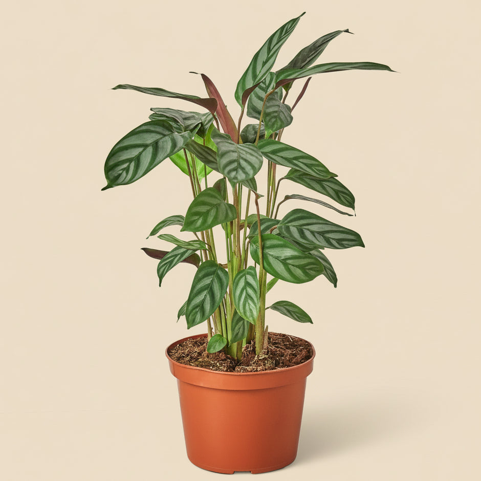 Calathea 'Grey Star'