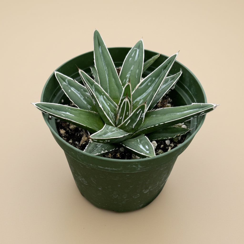 Queen Victoria Agave- Agave Victoriae-Reginae 4”