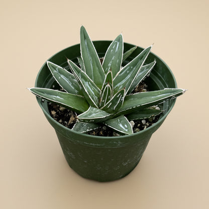 Queen Victoria Agave- Agave Victoriae-Reginae 4”