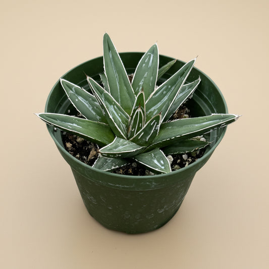 Queen Victoria Agave- Agave Victoriae-Reginae 4”