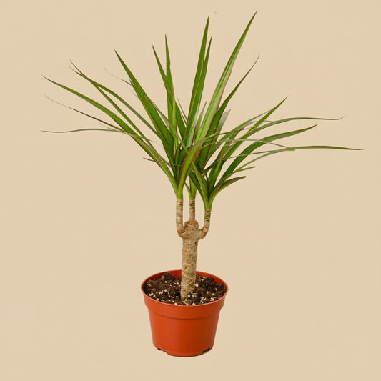 Dracaena Marginata Cane