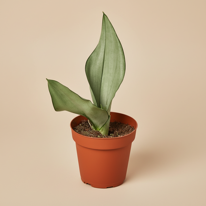 Snake Plant Moonshine