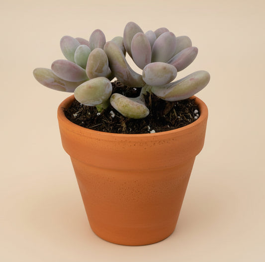 Pink Moonstones | 2.5 inch | Pachyphytum Oviferum