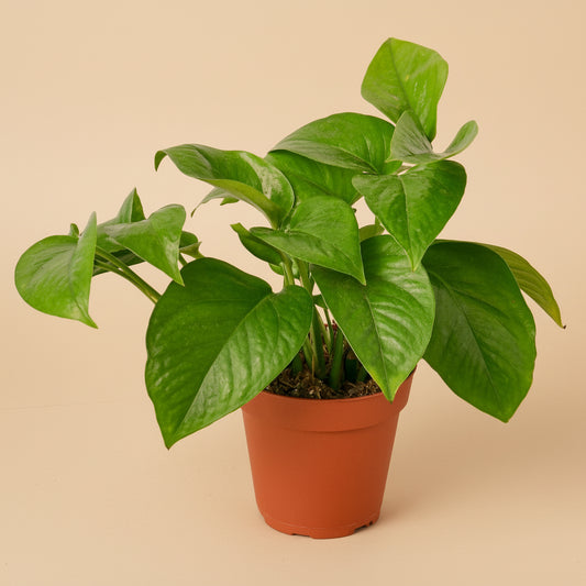 Pothos 'Green Queen'