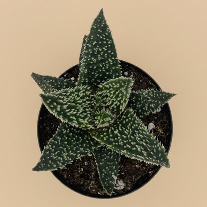 Aloe Tarantula | 2.5 inch | Star Aloe Hybrid