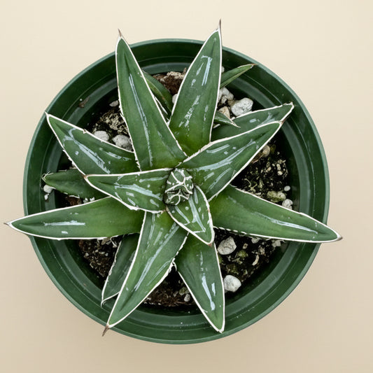 Queen Victoria Agave- Agave Victoriae-Reginae 4”