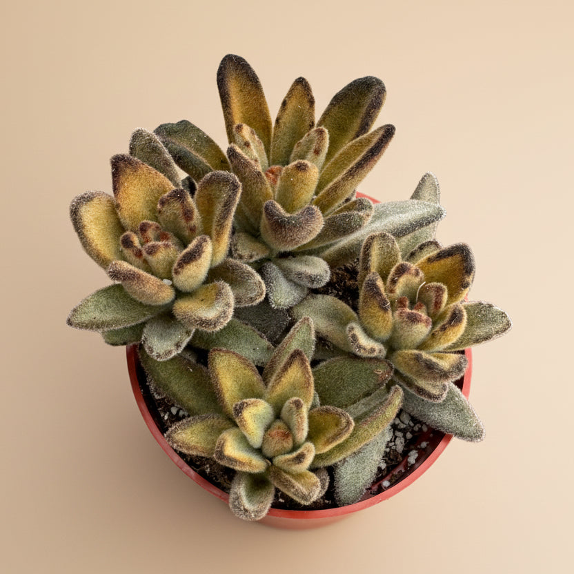 Chocolate Solider | 4 inch | Kalanchoe tomentosa