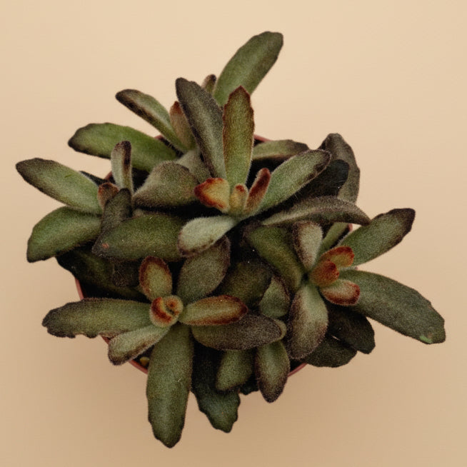 Chocolate Solider | 4 inch | Kalanchoe tomentosa