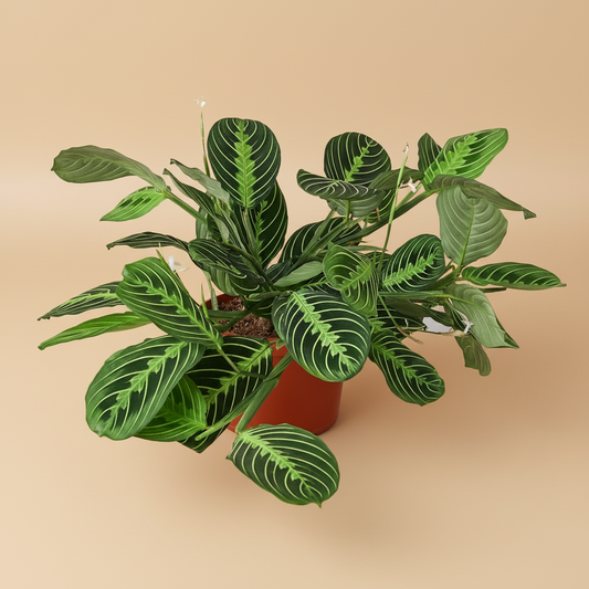 Maranta 'Lemon Lime'