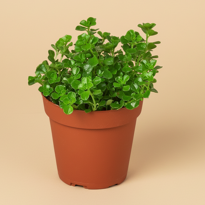 Nettle 'Baby's Tear'