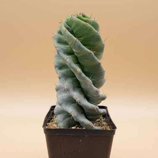 Spiral Cactus- Cereus Forbesii Spiralis 6”