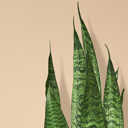 Snake Plant 'Zeylanica'