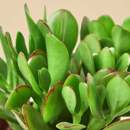 Succulent Crassula 'Jade'