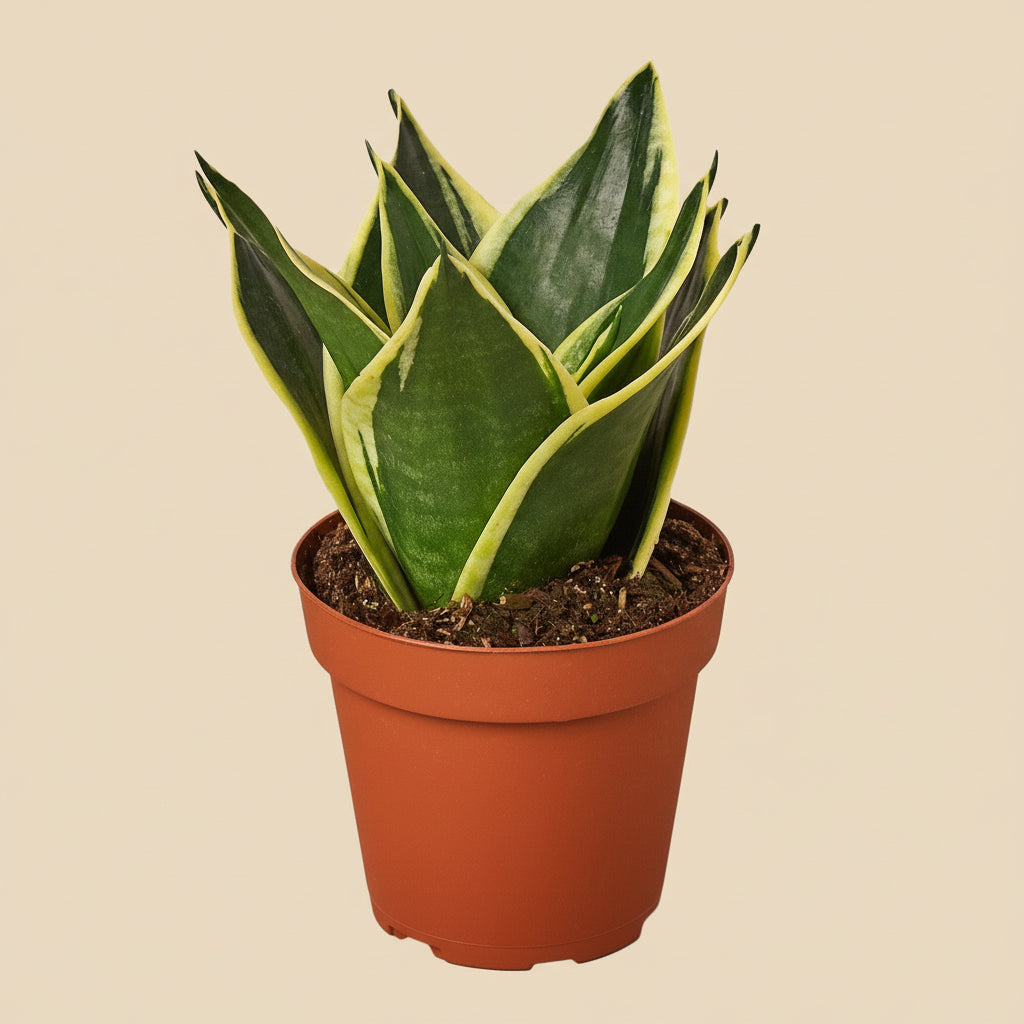 Snake Plant Black Gold