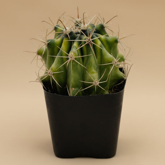 Variegated Fire Barrel Cactus- Ferocactus Gracilis 2.5”