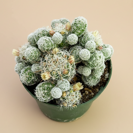 Thimble Cactus | 4 inch | Mammillaria gracilis fragilis