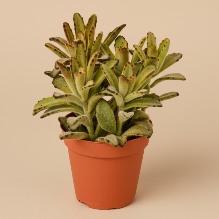 Kalanchoe Tomentosa 'Chocolate Soldier' - 4" Pot