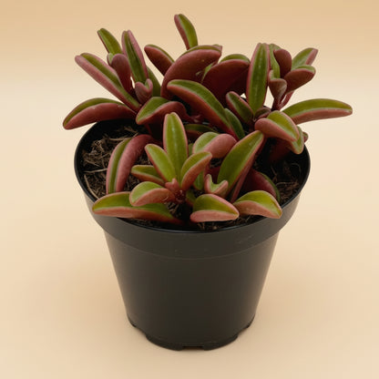 Ruby Glow- Peperomia Graveolens 3.5”