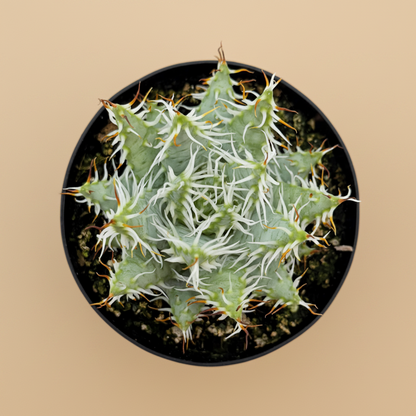 Aloe Erinacea | 3.5 inch
