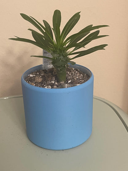 Self Watering Planter: PLA Eco-Friendly Plant Pot with Water Level Indicator
